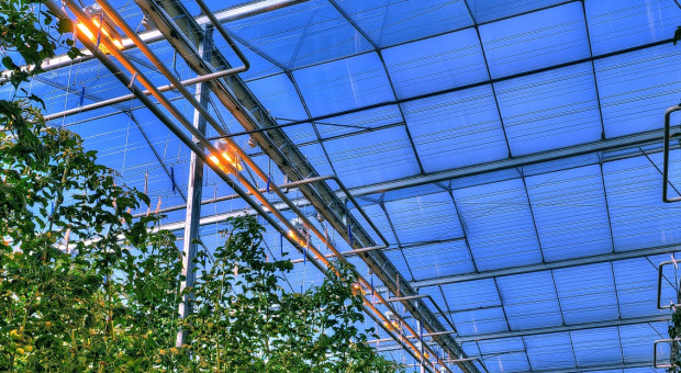 Citronex inwestuje w Rumunii. Powstaje kompleks szklarni za 20 mln euro