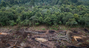 Lasy znikają szybciej niż niepewność wokół przepisów. EUDR przesunięte, jasnych reguł brak