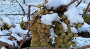 Wino lodowe to rzadkość na rynku. Sekrety produkcji polskiej winnicy