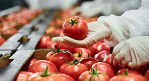 Milion kilogramów pomidorów malinowych tygodniowo – tak produkuje Citronex