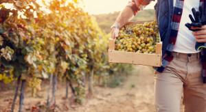 "Nie niszczcie nas przepisami”. Branża ostro o nowelizacjach uderzających w rynek wina