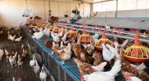 Choroby zwierząt coraz droższe. Epidemie w stadach kosztowały państwo miliardy