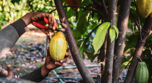 Po rekordowych wzrostach rynek kakao hamuje. Spokój może być jednak pozorny