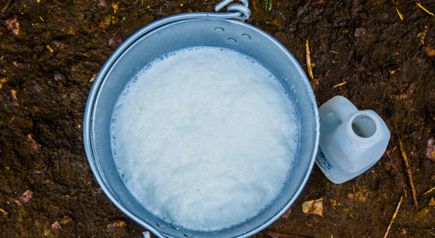 Proces w sprawie "chrzczenia" mleka. Pokrzywdzona jest duża mleczarnia