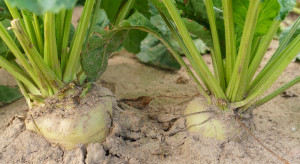 2,6 mln ton cukru i 16% rynku UE. Polska w czołówce Europy