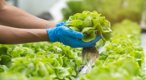 Green Factory zamyka zakład w Legnicy. 200 osób straci pracę