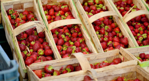 Polska drugim producentem truskawek w UE. Eksport sięga 70% zbiorów