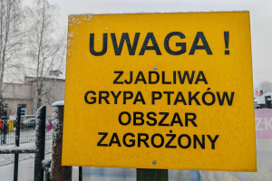 Ptasia grypa nie odpuszcza. Zlikwidowano 105 tys. sztuk drobiu