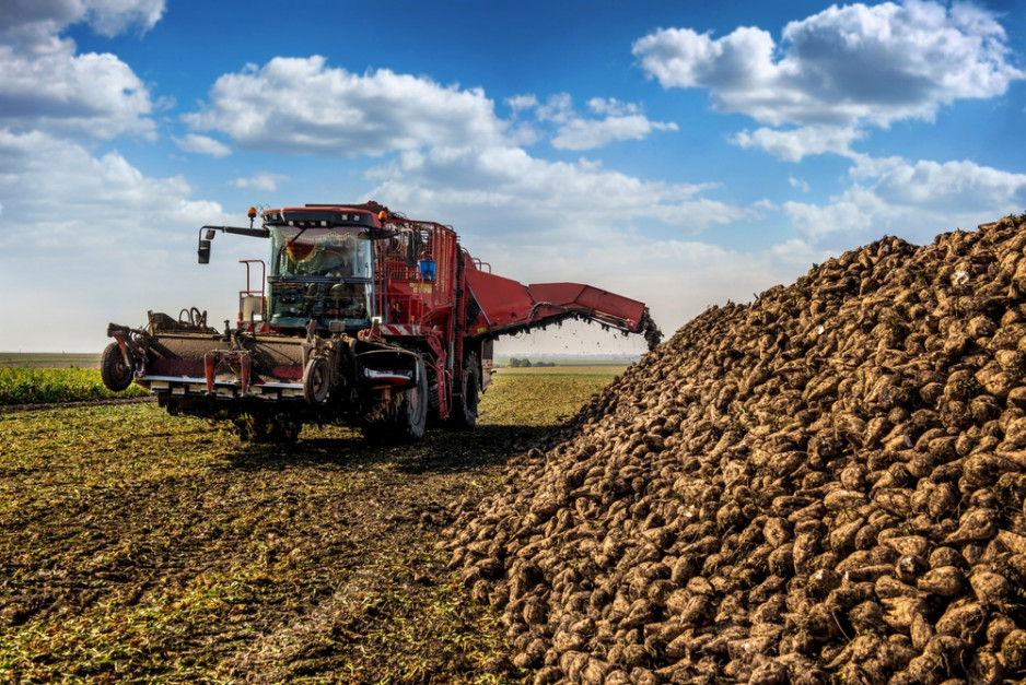 Komisja Europejska zawiesiła preferencyjny import cukru surowego z Brazylii. Branż.a liczy na poprawę sytuacji producentów i plantatorów buraka cukrowego. Fot. Pavlo Baliukh / Shutterstock