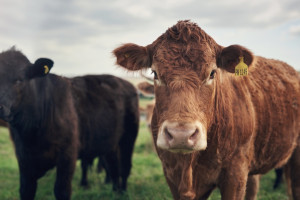 Gigant mięsny pod ostrzałem. Ukraina obrała nowy cel