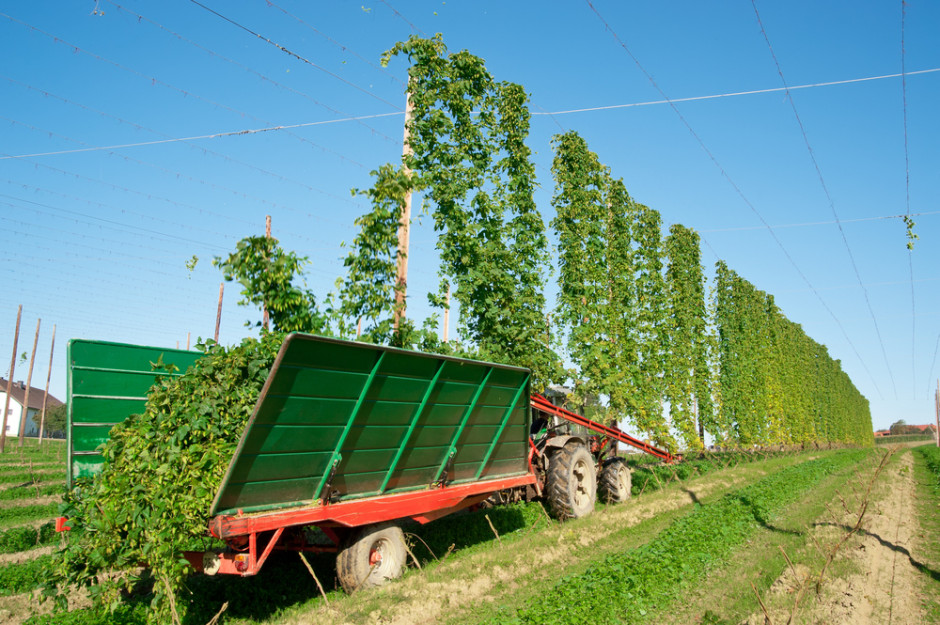 Spadek produkcji piwa może uderzyć także w producentów chmielu i inne branże współpracujące z browarami. Fot. Dieter Hawlan / Shutterstock