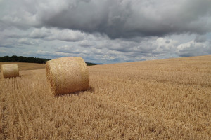 Jeden scenariusz mocno podbije ceny pszenicy. Są nowe wyliczenia