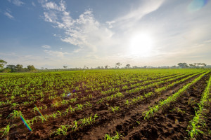 Botanika Farm odwołuje giełdowy debiut. Spółka wskazuje powody