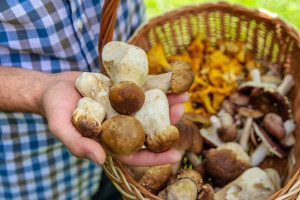 Niemcy ruszają na grzyby do Polski. Przyciągają ich inne zasady